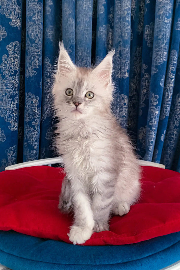 Fluffy gray Maine Coon kitten with pointed ears named Gustavo, super cute and playful