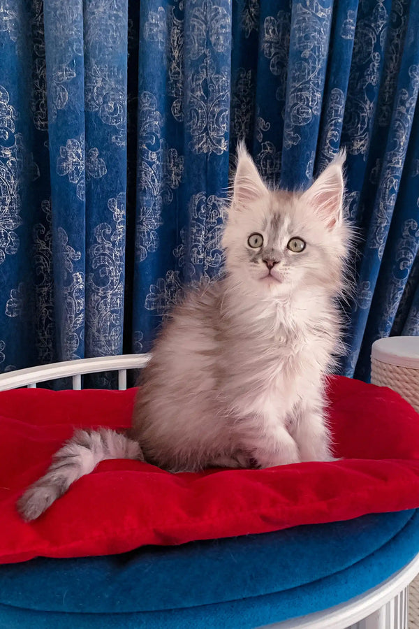 Fluffy gray kitten named Gustavo, an adorable Maine Coon waiting for a loving home