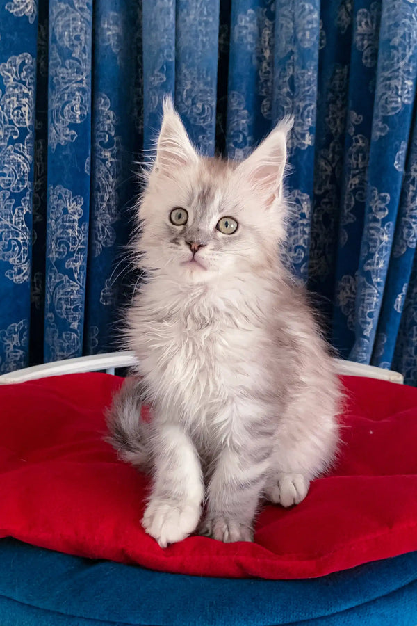 Fluffy gray kitten named Gustavo, the adorable Maine Coon companion