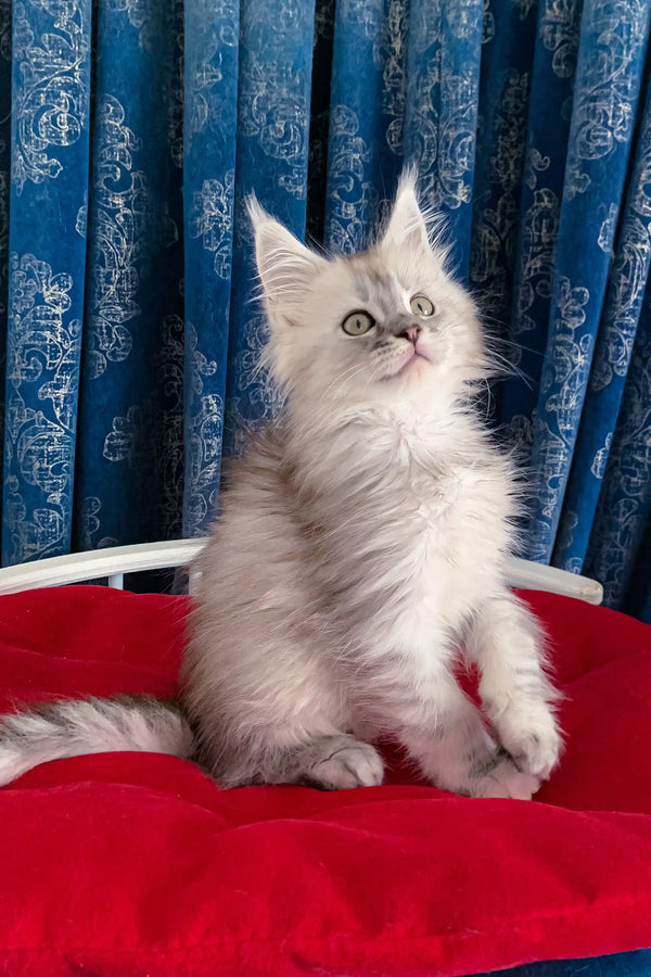 Fluffy gray and white Maine Coon kitten named Gustavo, looking adorable and playful