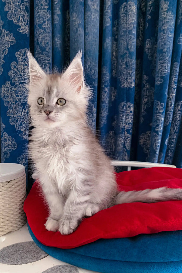 Gray tabby kitten named Gustavo, a cute Maine Coon with playful energy
