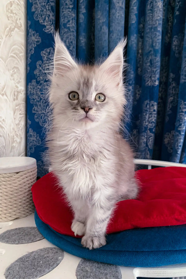 Adorable gray Maine Coon kitten Gustavo with cute tufted ears