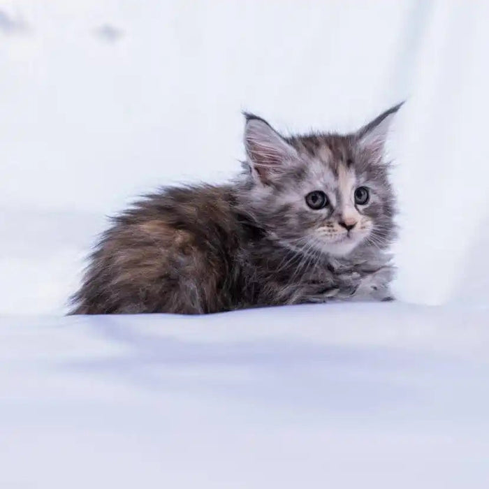 Maine Coon Kittens for Sale | Cats For Gwen| Kitten