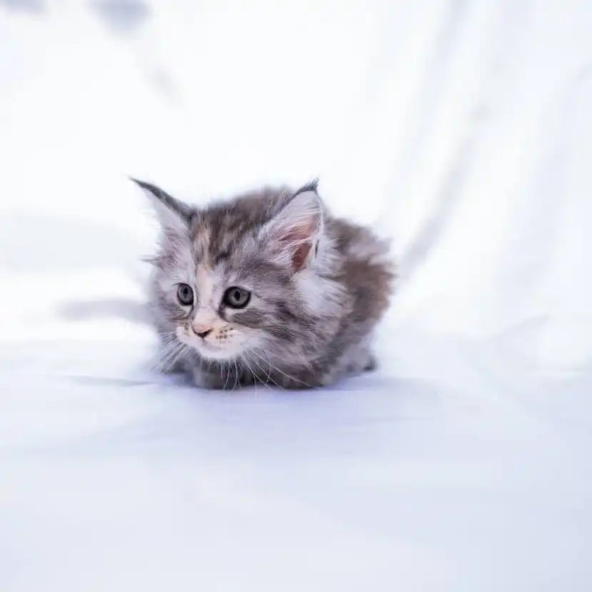 Maine Coon Kittens for Sale | Cats For Gwen| Kitten