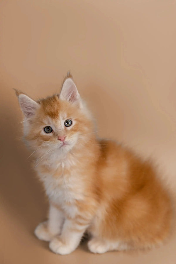 Adorable orange and white fluffy Maine Coon kitten sitting upright, named Gyro