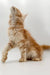 Fluffy Maine Coon kitten stretching upward with a cute pose seen from behind