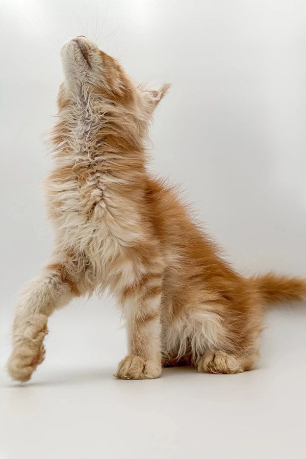 Fluffy Maine Coon kitten stretching upward with a cute pose seen from behind