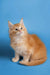 Fluffy orange Maine Coon kitten with pointed ears sitting upright, perfect for cat lovers