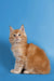 Fluffy orange Maine Coon kitten with long fur sitting upright, adorable and playful