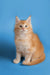 Fluffy orange and white Maine Coon kitten sitting upright, looking adorable