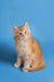 Fluffy orange and white Maine Coon kitten sitting upright, looking adorable