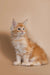 Fluffy orange and white Maine Coon kitten sitting upright in Gyro