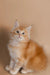 Fluffy orange and white Maine Coon kitten sitting upright, looking adorable and playful