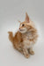 Fluffy orange and white Maine Coon kitten with big ears sitting upright