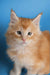 Fluffy orange and white Maine Coon kitten with big eyes and pointed ears