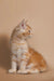 Fluffy orange and white Maine Coon kitten sitting upright, showing off its cuteness