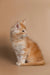 Fluffy orange and white Maine Coon kitten sitting upright, adorable pet product