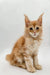 Fluffy orange Maine Coon kitten with ear tufts, perfect for the Gyro product