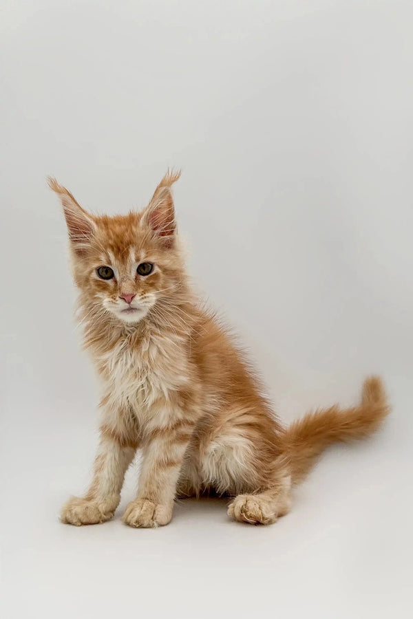 Orange tabby Maine Coon kitten with ear tufts and fluffy coat in Gyro product