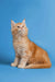 Playful Orange and White Fluffy Maine Coon Kitten Sitting Upright in Gyro Product