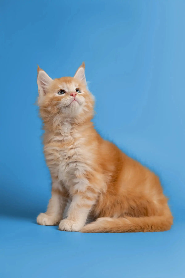 Playful Orange and White Fluffy Maine Coon Kitten Sitting Upright in Gyro Product