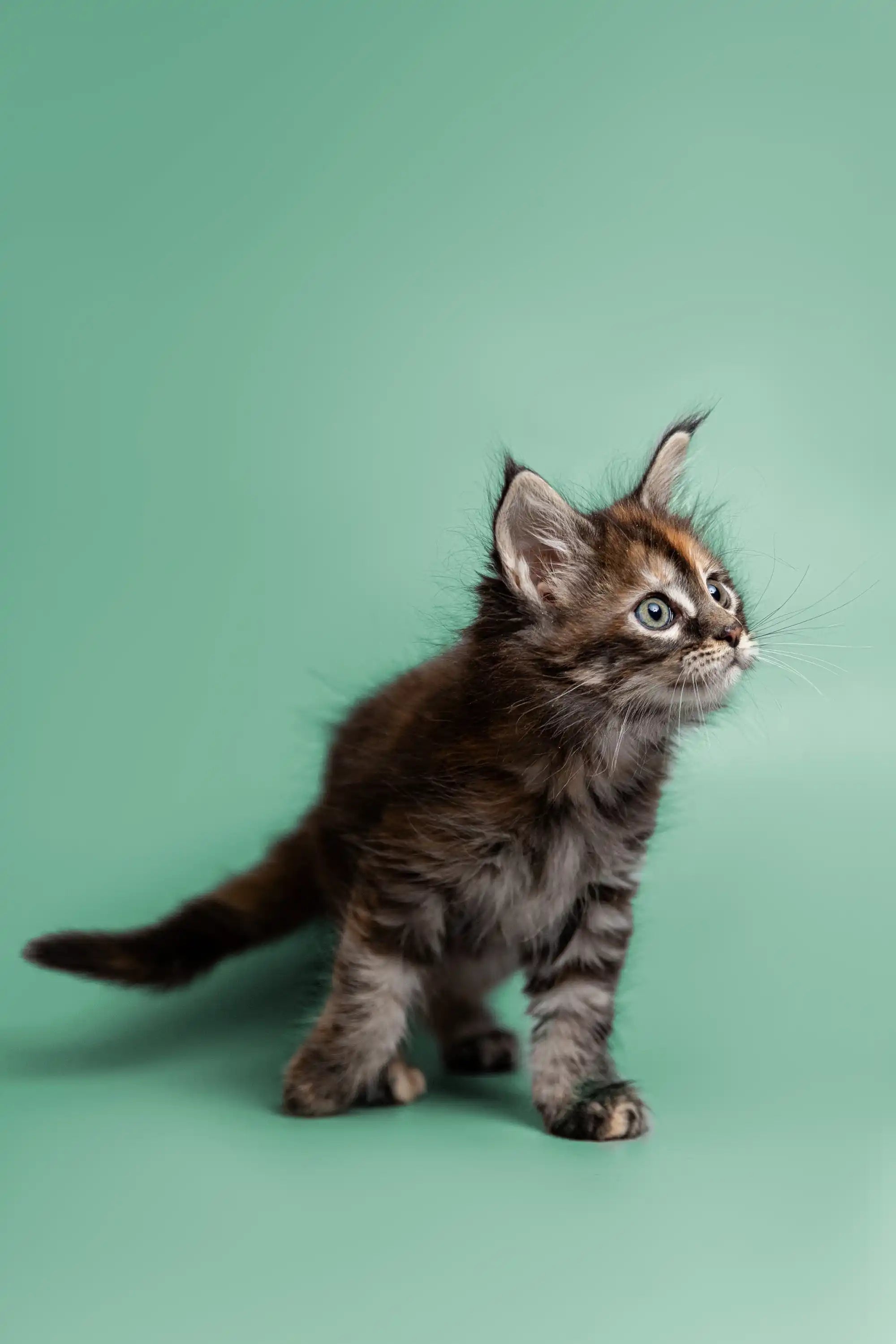 AVADA - Best Sellers Gyza | Maine Coon Kitten