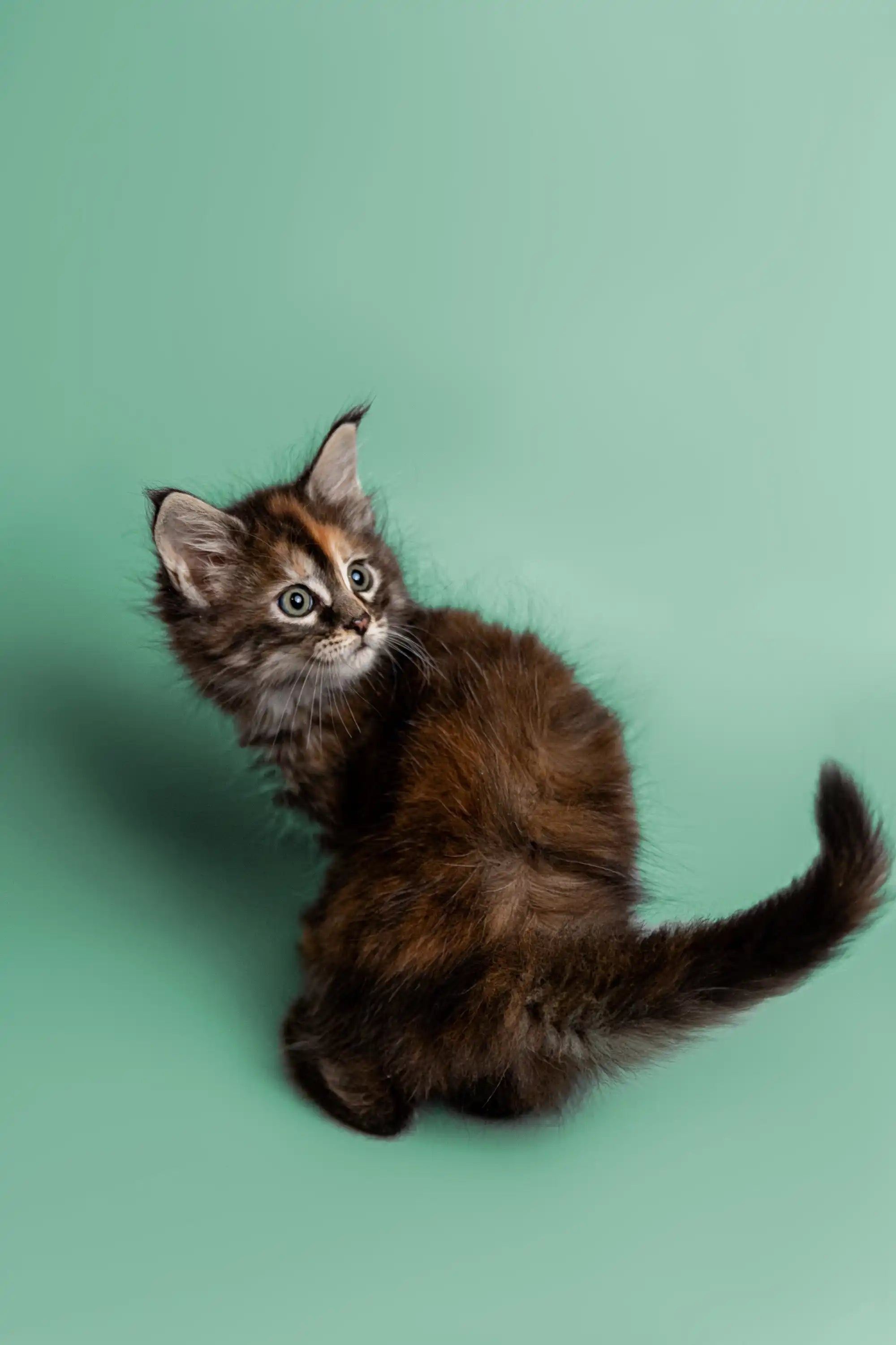 AVADA - Best Sellers Gyza | Maine Coon Kitten