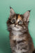 Adorable Maine Coon kitten with wide eyes and tufted ears, perfect for understanding nature