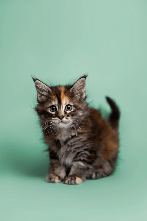 Adorable Maine Coon kitten with fluffy fur and alert expression, showcasing its charm