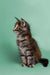 Fluffy gray tabby Maine Coon kitten sitting upright, showcasing its playful nature