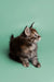 Fluffy Tabby Maine Coon Kitten sitting and looking side, perfect for understanding nature