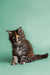 Fluffy Maine Coon kitten with wide eyes sitting up, perfect for understanding nature