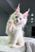 Cute White Maine Coon Kitten playfully raising its paw with fluffy fur