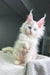 White fluffy Maine Coon kitten named Haily with blue eyes and pointed ears