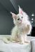 White fluffy Maine Coon kitten named Haily with bright blue eyes and pink ears