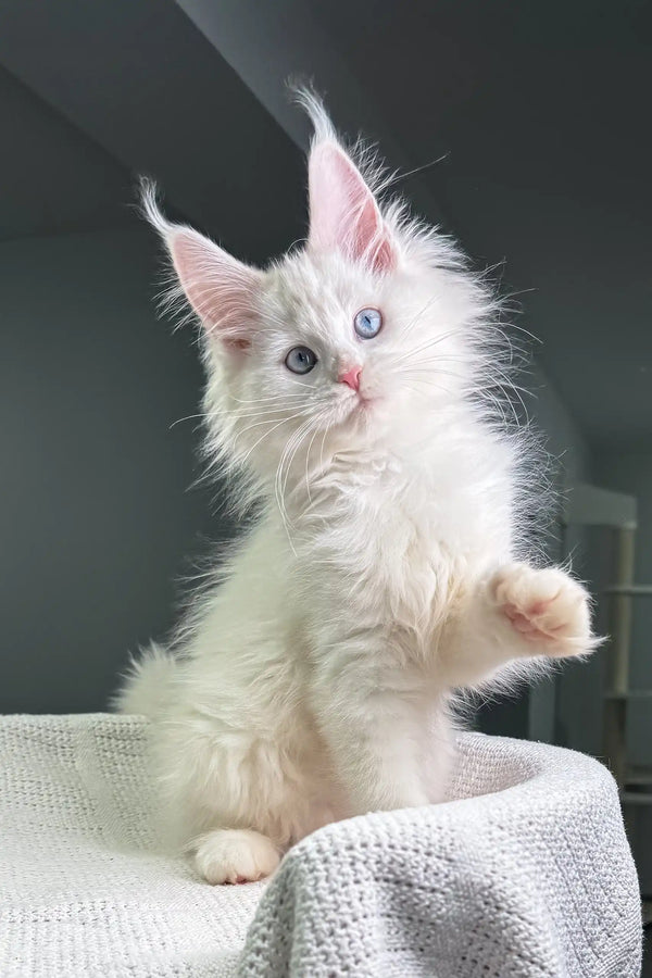 Cute White fluffy Haily Maine Coon Kitten with blue eyes and pink ears raising a paw