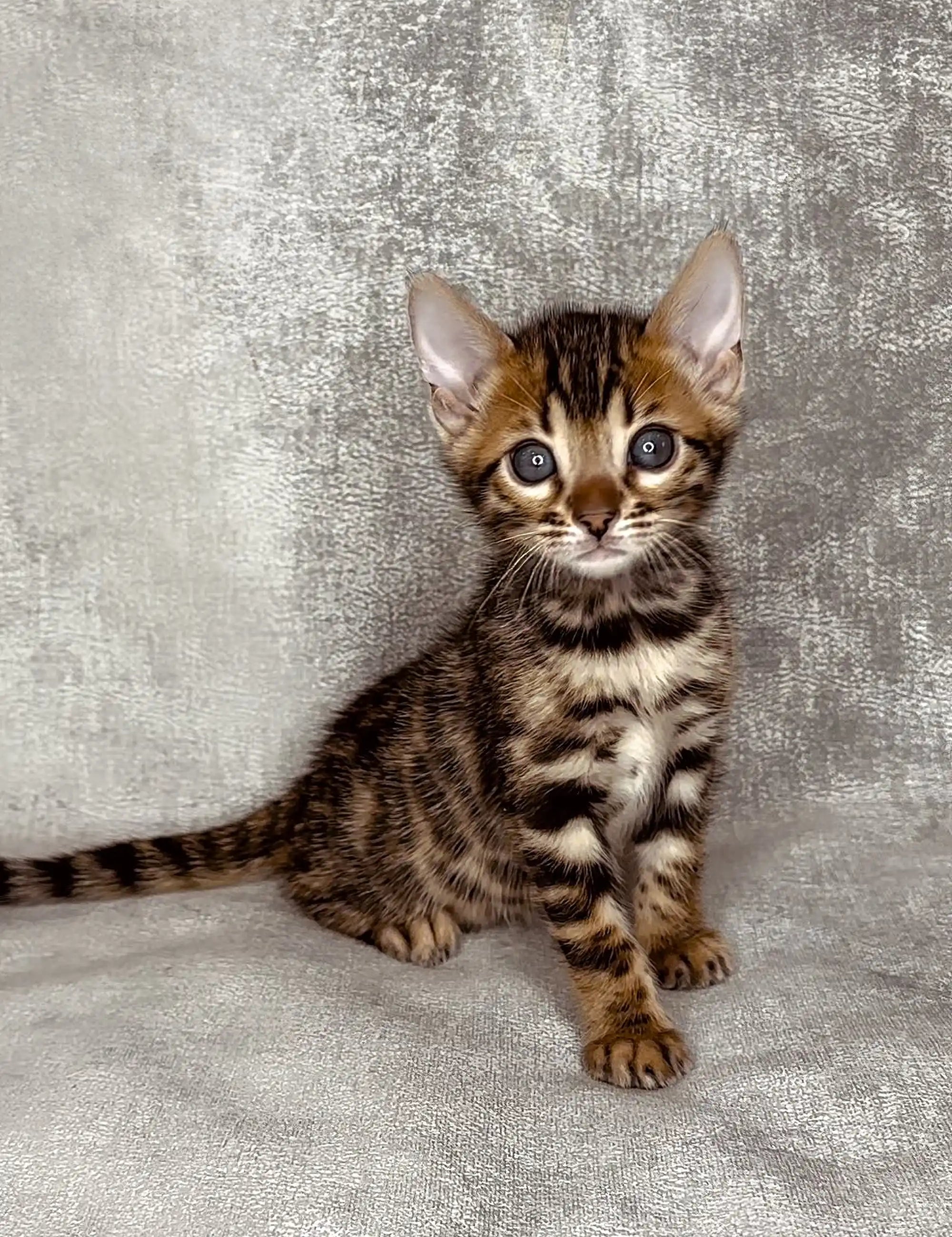 Bengal Kittens For Sale Hamer | Kitten