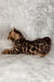 Bengal kitten with a spotted coat lounging sideways, perfect for Hamer Bengal Kitten fans