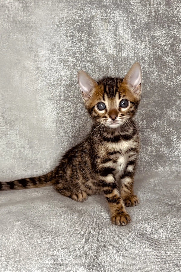 Adorable Hamer Bengal Kitten with large ears and wide eyes sitting upright