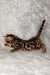 Bengal kitten stretching on textured surface from Hamer Bengal Kitten collection