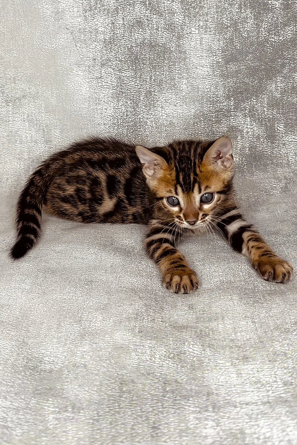 Cute Hamer Bengal Kitten with spotted and striped fur pattern looking playful