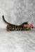 Bengal kitten playing with a pink feather toy from Hamer Bengal Kitten collection