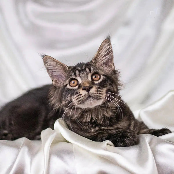 Maine Coon Kittens for Sale Hamilton | Kitten