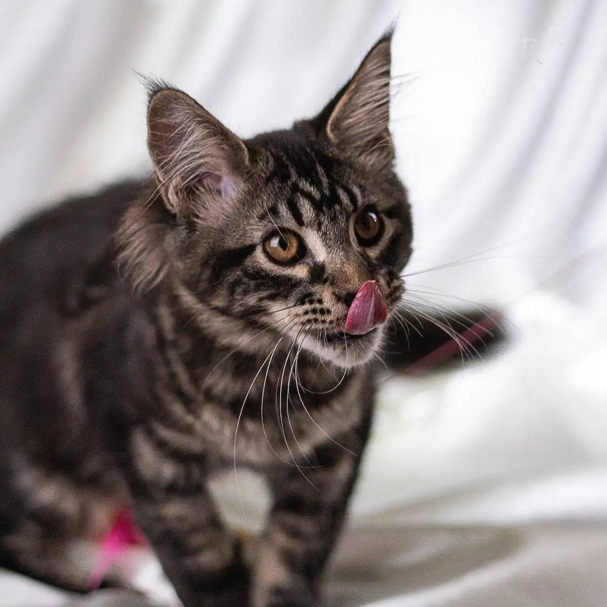 Maine Coon Kittens for Sale Hamilton | Kitten