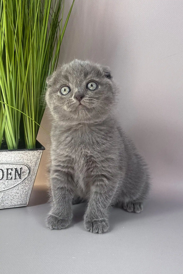 Han | scottish fold kitten