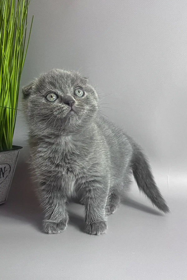 Han | scottish fold kitten