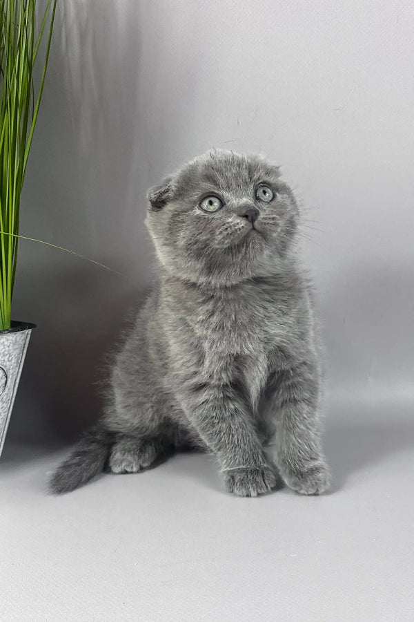 Han | scottish fold kitten