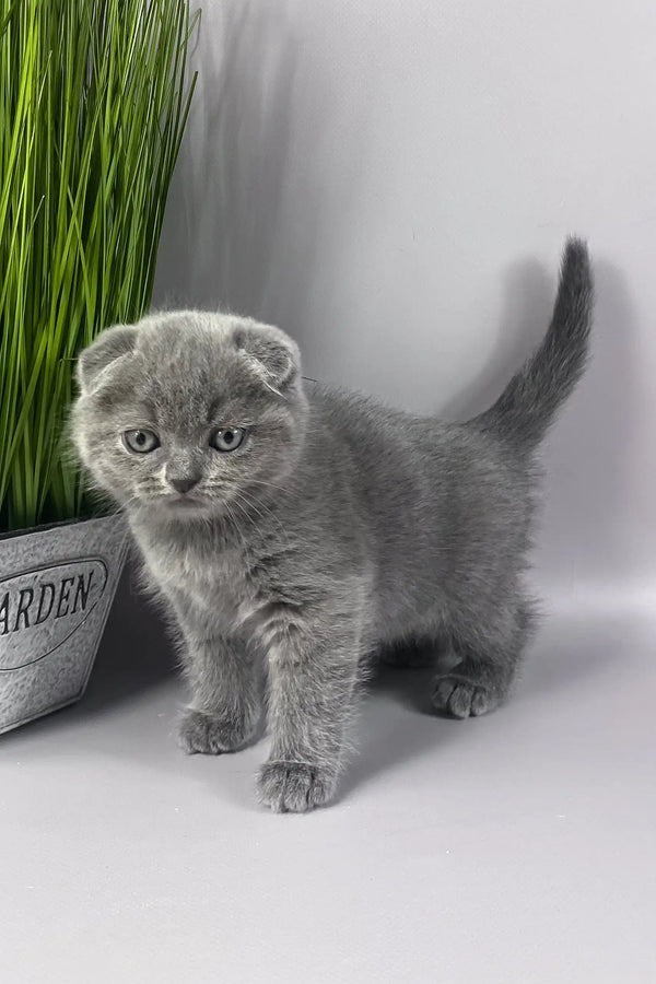 Han | scottish fold kitten