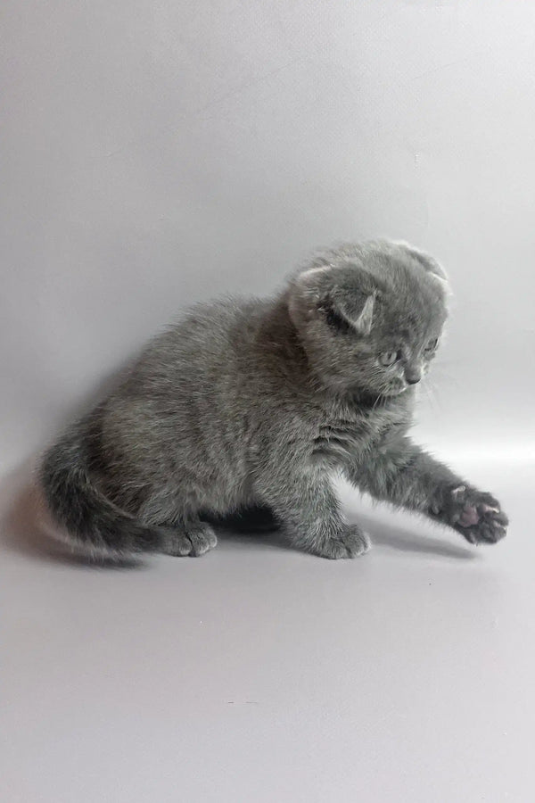 Han | scottish fold kitten
