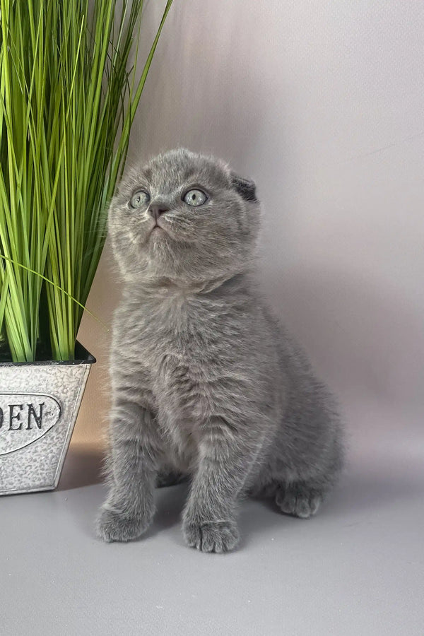 Han | scottish fold kitten